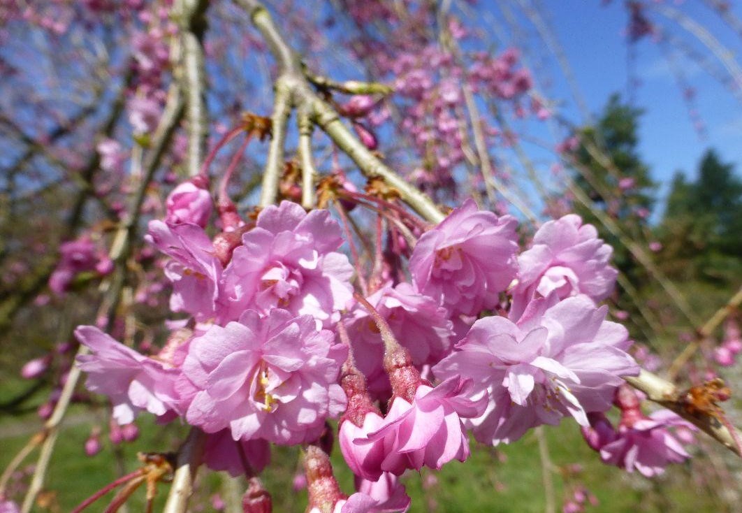 Prunus subhirtella Pendula Plena Rosea | Prunus - střemcha, sakura